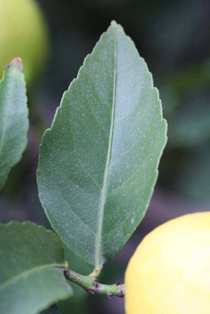              Unifoliolate leaf (Blanchard, Riverside, CA)       